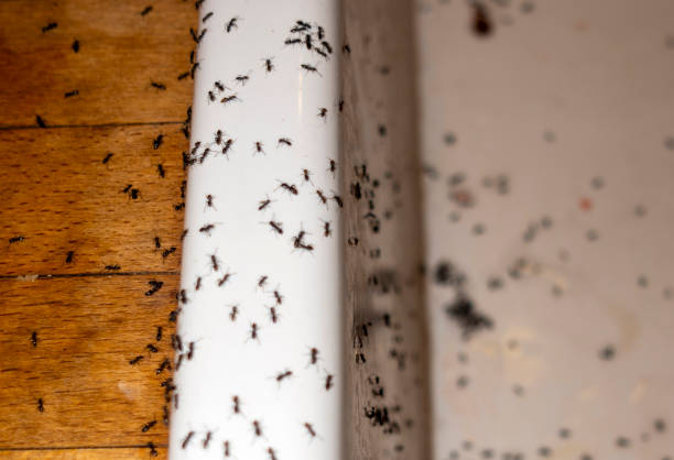 Best Affordable Pest Control Services  in Nroe City, MO