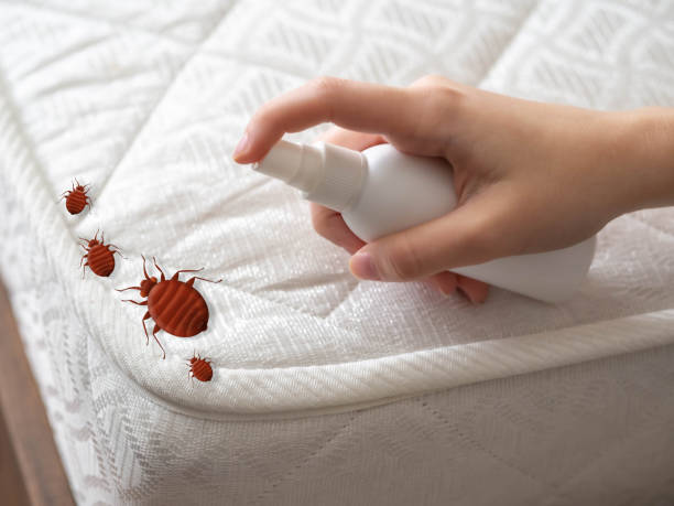 Best Affordable Pest Control Services  in Nroe City, MO